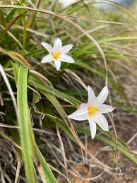 Image result for Xerophyta pauciramosa