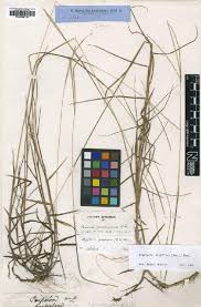 Image result for Digitaria seriata