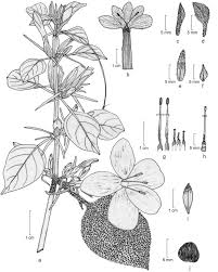 Image result for Barleria mackenii