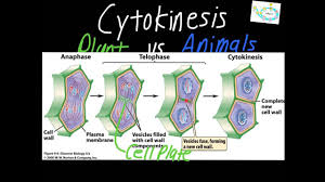During telophase ii, the sister chromatids reach opposite poles, cytokinesis occurs, the two cells produced by meiosis i divide to form four haploid daughter cells, and nuclear envelopes form. Cytokinesis Plant Vs Animal Cells Youtube