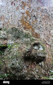 Image result for Khaya anthotheca