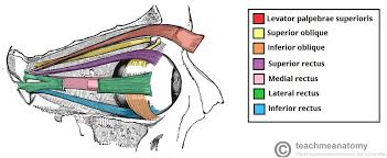 Check spelling or type a new query. The Extraocular Muscles The Eyelid Eye Movement Teachmeanatomy