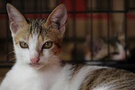 Menurutnya, 600mp bisa menyajikan detil lebih banyak dari mata manusia yang mendekati 500mp. Apa Itu Megapixel Benarkah Semakin Besar Megapixel Kualitas Foto Semakin Baik Lb Fotografi