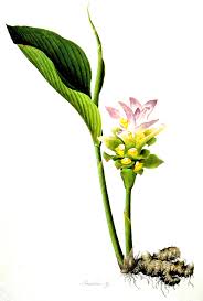 Les pots avec un diamètre inférieur à 30/35cm seront proscrits. Gingembre Planter Et Cultiver Ooreka