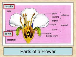 Calyx are protective in nature and protects the inner delicate part of flower from various injury and d. Corolla Calyx Parts Of A Flower Corolla Calyx Parts Of A Flower Ppt Video Online Download