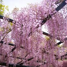 Blåregn som blommar i rosa. Wisteria Floribunda Rosea Japanskt Blaregn Tradgardsarkitekt Per Christenson