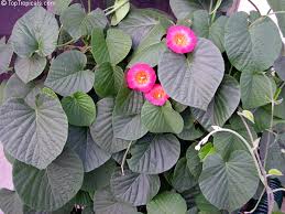 Image result for Brachystephanus holstii