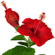 Flower Hibiscus 3d Model Hibiscus Flowers Hibiscus Hibiscus Leaves