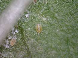 Image result for Tetranychidae grapevine