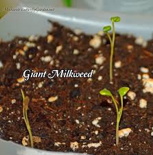 Starting Milkweed Seeds Indoors Part 3 Results Milkweed Milkweed Seeds Monarch Butterfly Garden