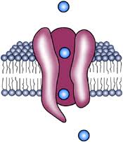 Made the level in unity, built all of the models in blender, integrated the vr tools into the game, programmed the logic of winning, losing, and what happens when organelles are. Cells The Building Blocks Of Life Ask A Biologist