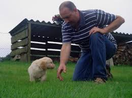 De foto's op de website zijn een deel van de momenteel beschikbare pups. Golden Retrievers Van T Nielerdal