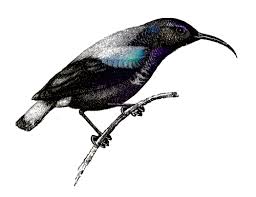 Bird Bird Bird Bird Is The Word Lyrics Rap 79 Words For Rap Reverse Dictionary Describing Words Dictionary Words Dictionary