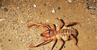 There is the risk of potential infection from the. Absurd Creature Of The Week This Ferocious Arachnid Is Death Wrapped In Mystery Wired