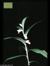 Image result for Brachycorythis