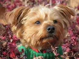 essential facts on the maltese yorkie
