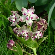 Image result for Pachycarpus lineolatus