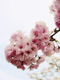 全131種類の桜が咲き乱れる大阪造幣局の 桜の通り抜け に行ってきた gigazine 造幣局 桜の 4月11日