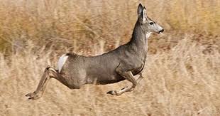 A Herd Of Wild Deer Jumped To Their Deaths From A Highway Bridge In A Panic Further Displaying The Consequences Of Mule Deer Mule Deer Hunting Animal Hunting