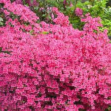 Red Rhododendron Shrub Fast Growing Trees Shrubs Growing Tree