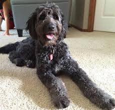 Learn how to describe various cuts, such as the adorable teddy bear cut, . English Goldendoodle Breed Information Cnr Doodles