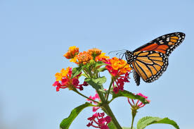 This year, play host to all the bees, butterflies and other flying pollinators in your yard. Monarch Butterflies Losing Their Food Source Numbers Declining Sharply Michigan Radio