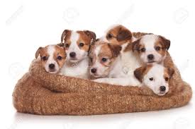 Jack Russell Terrier Puppy On White Kopek Turleri Yavru Kopek Teriyer