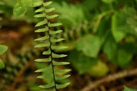 Image result for Asplenium africanum