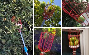Can a fruit picker be used on a tree? Apple Orange Pear Cherry Lemon Picker Tool Wazs Updated Fruit Tree Picker Pick Up Tools Basket Extendable Large Capacity Fruit Basket With High Reach Telescoping Pole Garden Outdoors Hand Tools Cate Org