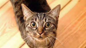 Resultado de imagem para olhos de gato