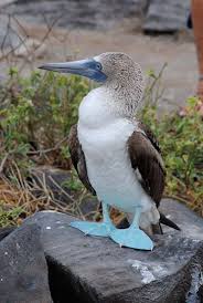 Bird With Blue Feet Galapagos Pin On Galapagos