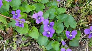 Purple heart plant or (tradescantia pallida) is an exceptional ground cover with purple lance shaped leaves and pink three petal flower. Weed Identification Guide Which Weeds Have Infiltrated Your Lawn Lawnstar