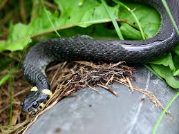Als erstes möchte ich klarstellen das ich tierlieb bin und nichts gegen schlangen habe. So Giftig Sind Schlangen In Niedersachsen