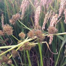 Image result for Cyperus difformis