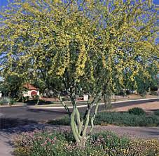 Discover our huge online selection of plants. Palo Brea Tree Horticulture Unlimited