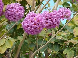 Image result for Handroanthus sp. near impetiginosus