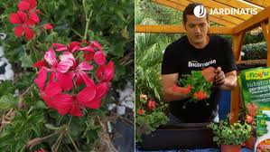 Geranio Hiedra O Gitanilla Jardinatis
