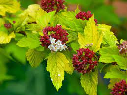 Check spelling or type a new query. 14 Beautiful Dwarf Shrubs For Landscaping Small Gardens