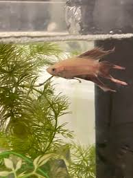 Two Bettas With Extremely Clamped Fins Bettafish