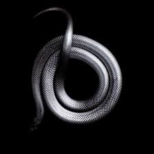 King cobra vs black mamba. Black Mamba And King Cobra Wallpapers Wallpaper Cave