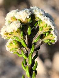 Image result for Phylica emirnensis