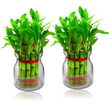You can also fill the vase with aquarium water every once in a while, it'll work as a fertilizer. Aakriti Glass Flower Vase Indoor Plant Air Plant Flower Vase For Lucky Bamboo Pots Table Decor Mini Plants And Air Plants 10 Cm 2 Pcs Only Pot Amazon In Garden Outdoors