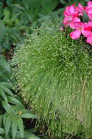 Image result for Isolepis