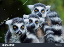 Lemur Monkey Family On The Grass Ad Ad Monkey Lemur Grass Family Lemur Wildlife Animals Mountain Gorilla