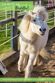 shetty als beisteller reitpferd schone pferde pferdeliebe