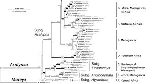 Image result for Acalypha psilostachya