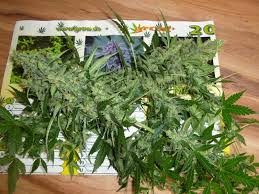 Maybe you would like to learn more about one of these? Berry Pie Von Buzzer Organic Seeds Cannabis Sorten Infos