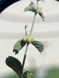 Image result for Corbichonia decumbens