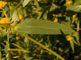 Image result for Flaveria bidentis