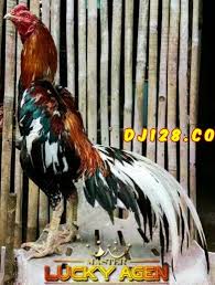 Terbaru 29 gambar ayam jago kartun ayam jago dapat digambar dalam bentuk kartun yang beraneka macam tergantung kreativitas kalian ga di 2020 kartun gambar foto lucu from i.pinimg.com. Cara Memilih Ayam Bangkok Berkualitas Gambar Lucu Ayam Gambar